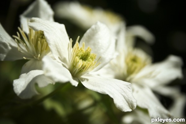 White Petals